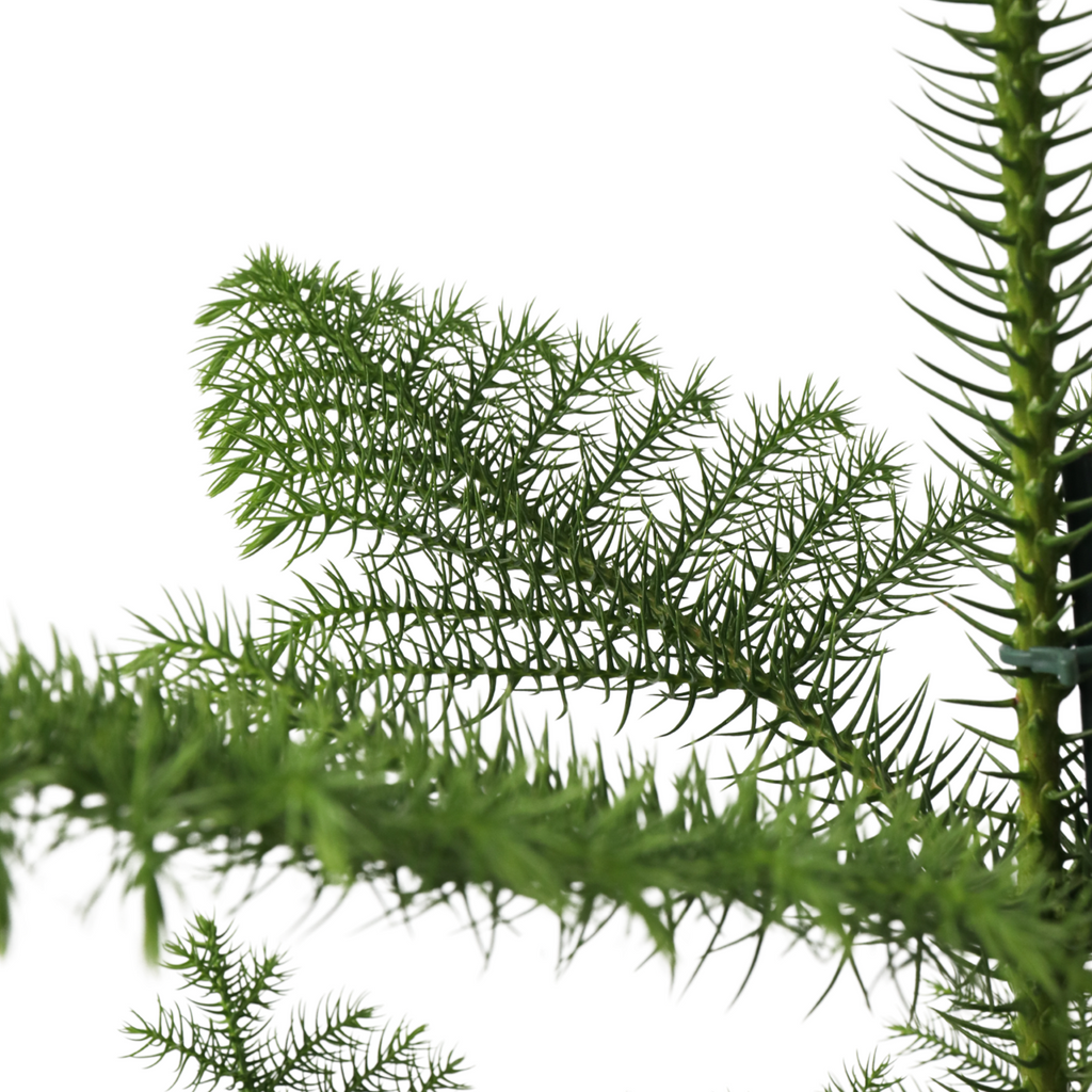 Norfolk Island Pine - Araucaria heterophylla - Height 50-60cm - ⌀17cm