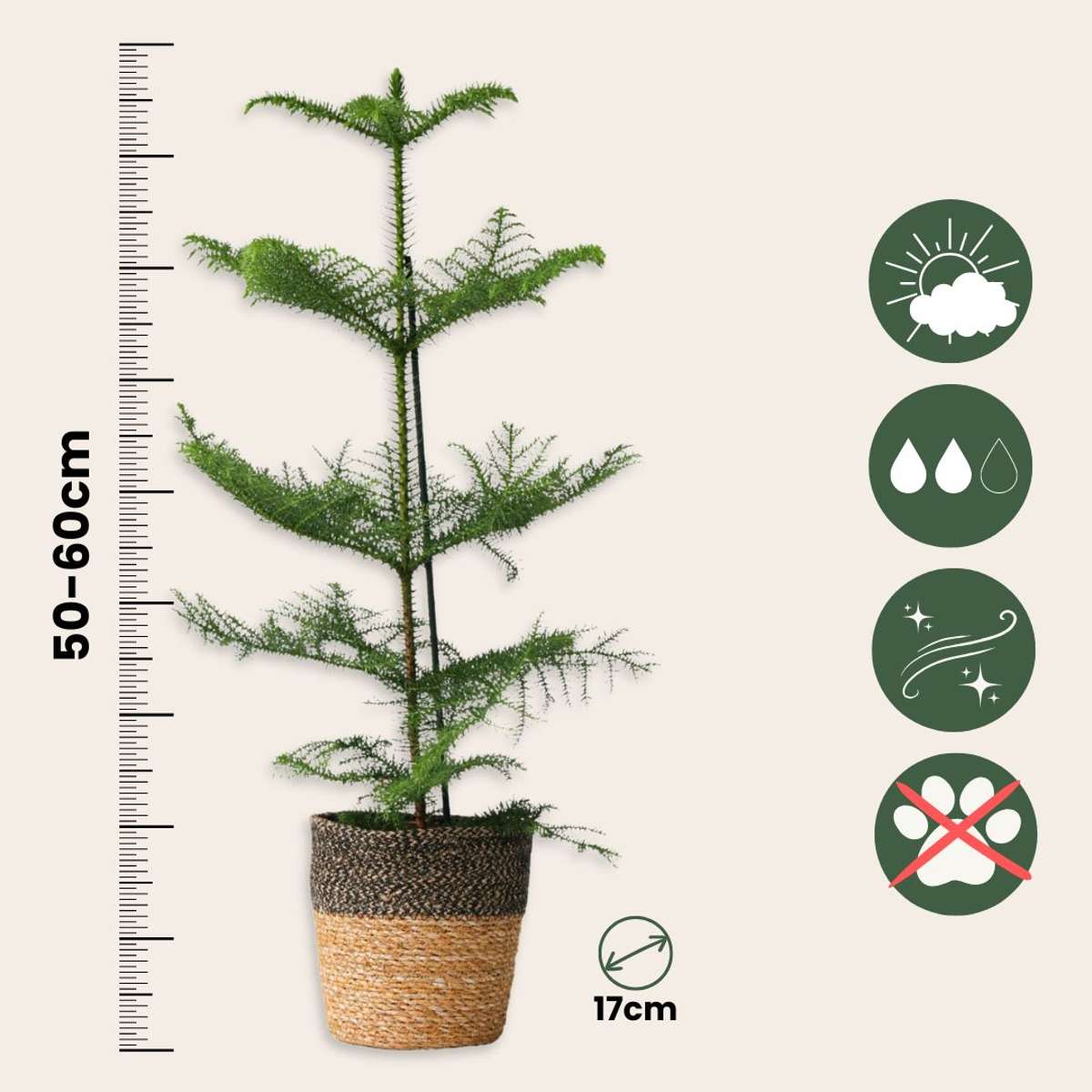 Norfolk Island Pine - Araucaria heterophylla - Height 50-60cm - ⌀17cm