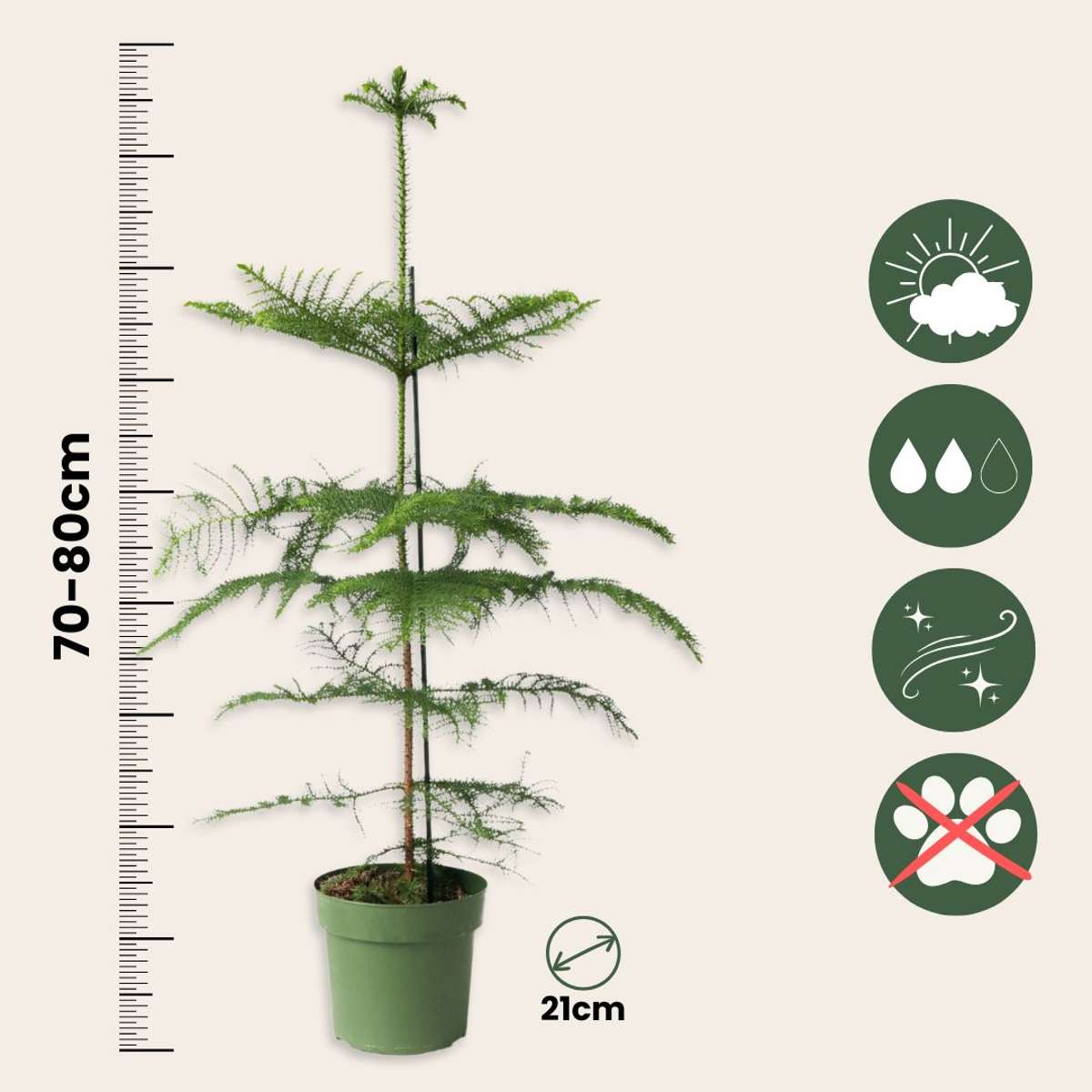Norfolk Island Pine - Araucaria heterophylla - Height 70-80cm - ⌀21cm