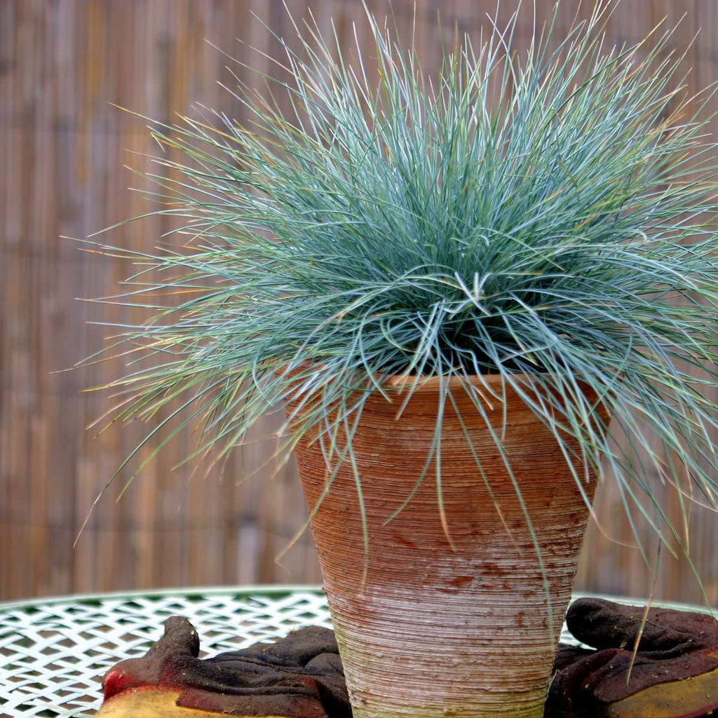 Blue fescue - 3 pcs. - Festuca glauca 'Elijah Blue' - Height 10-15cm - ⌀9cm
