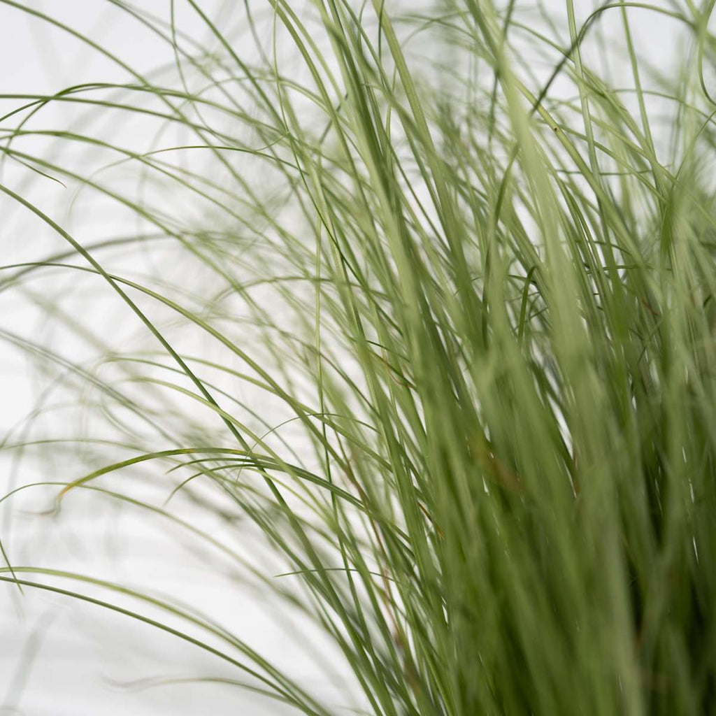 Blue fescue - 3 pcs. - Festuca glauca 'Elijah Blue' - Height 10-15cm - ⌀9cm