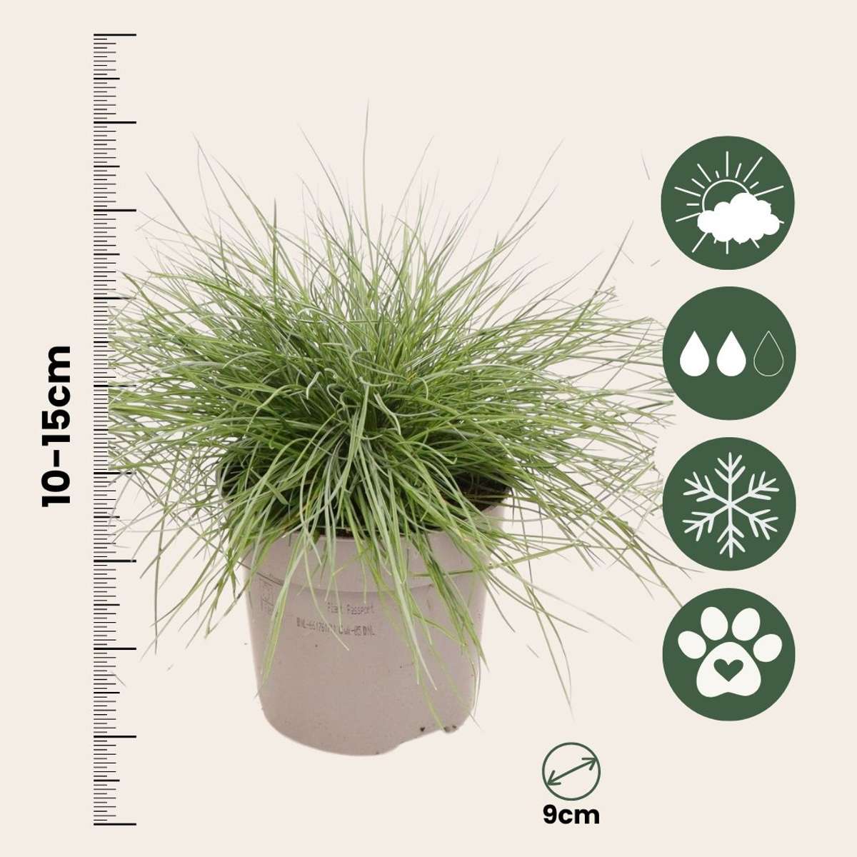 Blue fescue - 3 pcs. - Festuca glauca 'Elijah Blue' - Height 10-15cm - ⌀9cm