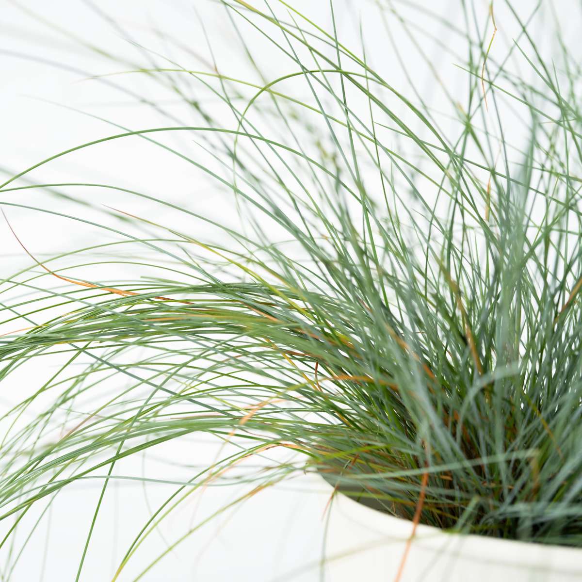 Blue fescue - 6 pcs. - Festuca glauca 'Elijah Blue' - Height 10-15cm - ⌀9cm