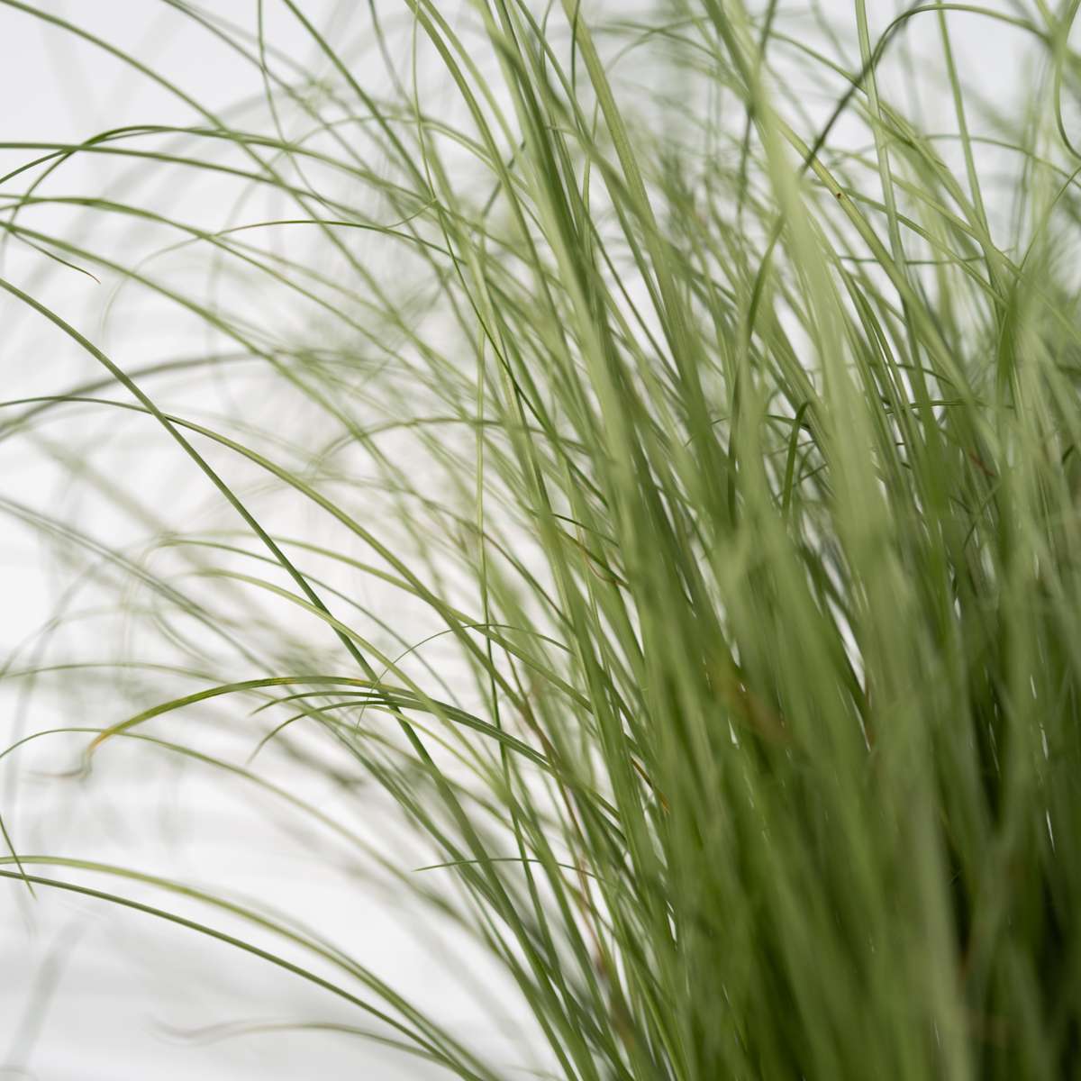 Blue fescue - 6 pcs. - Festuca glauca 'Elijah Blue' - Height 10-15cm - ⌀9cm