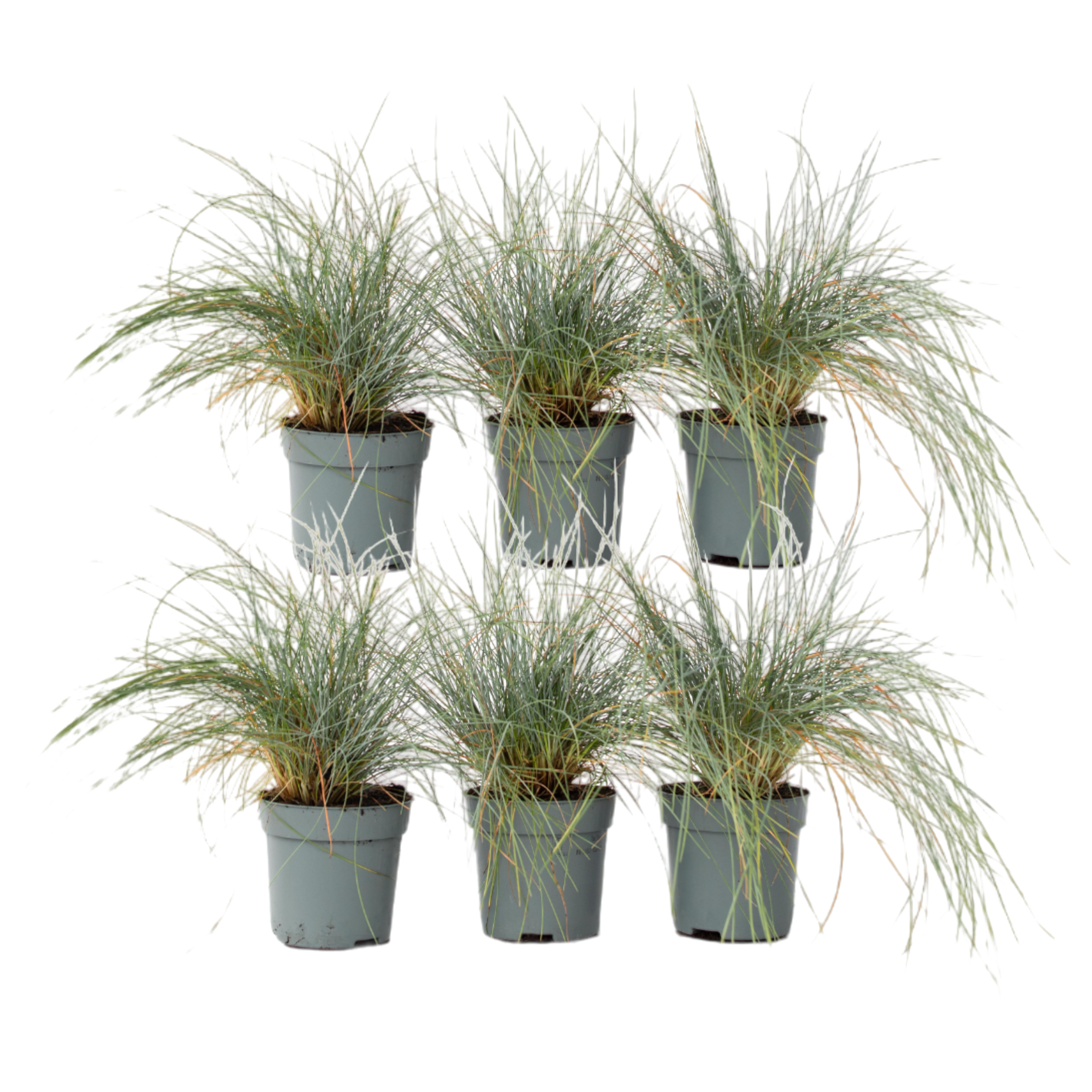Blue fescue - 6 pcs. - Festuca glauca 'Elijah Blue' - Height 10-15cm - ⌀9cm