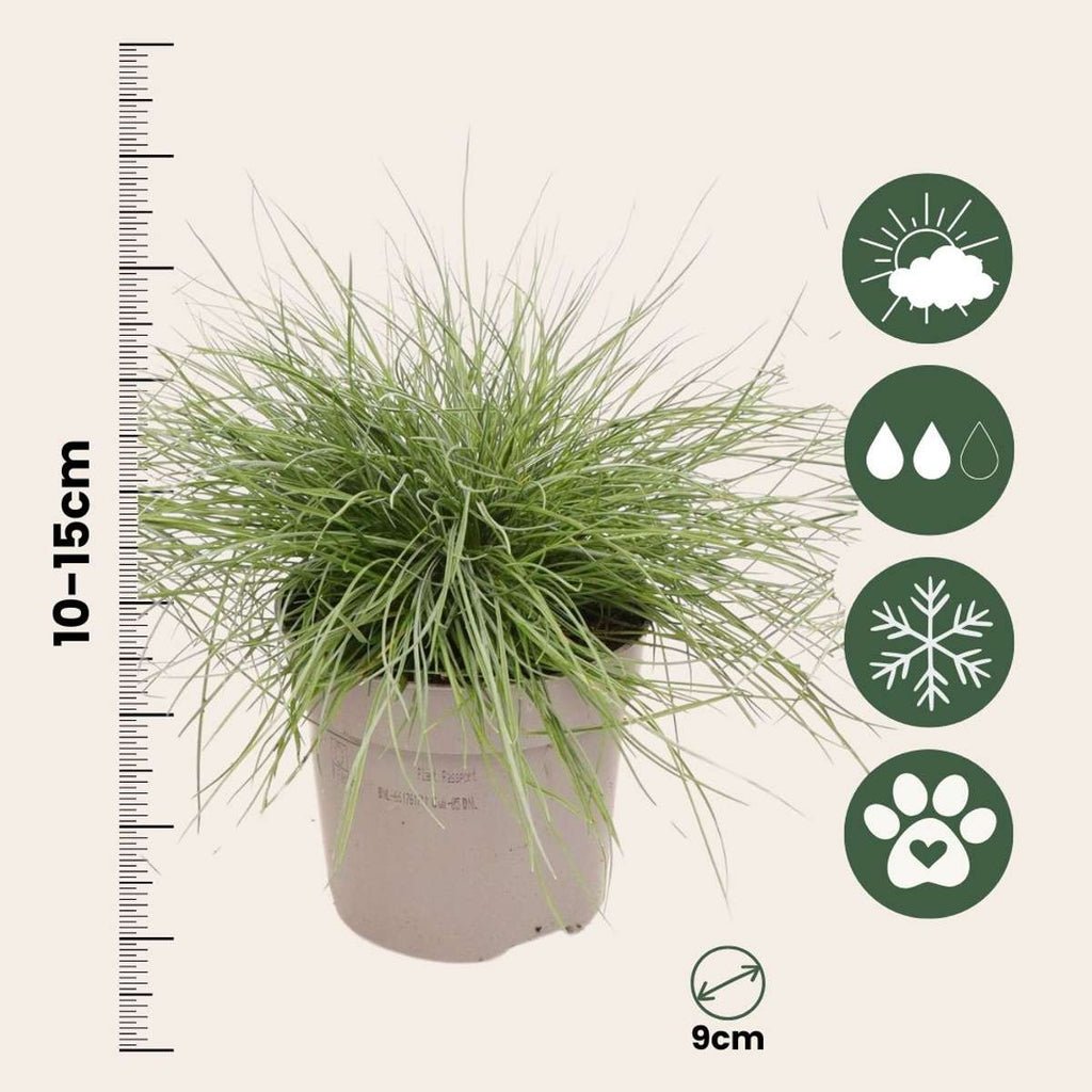Blue fescue - 6 pcs. - Festuca glauca 'Elijah Blue' - Height 10-15cm - ⌀9cm