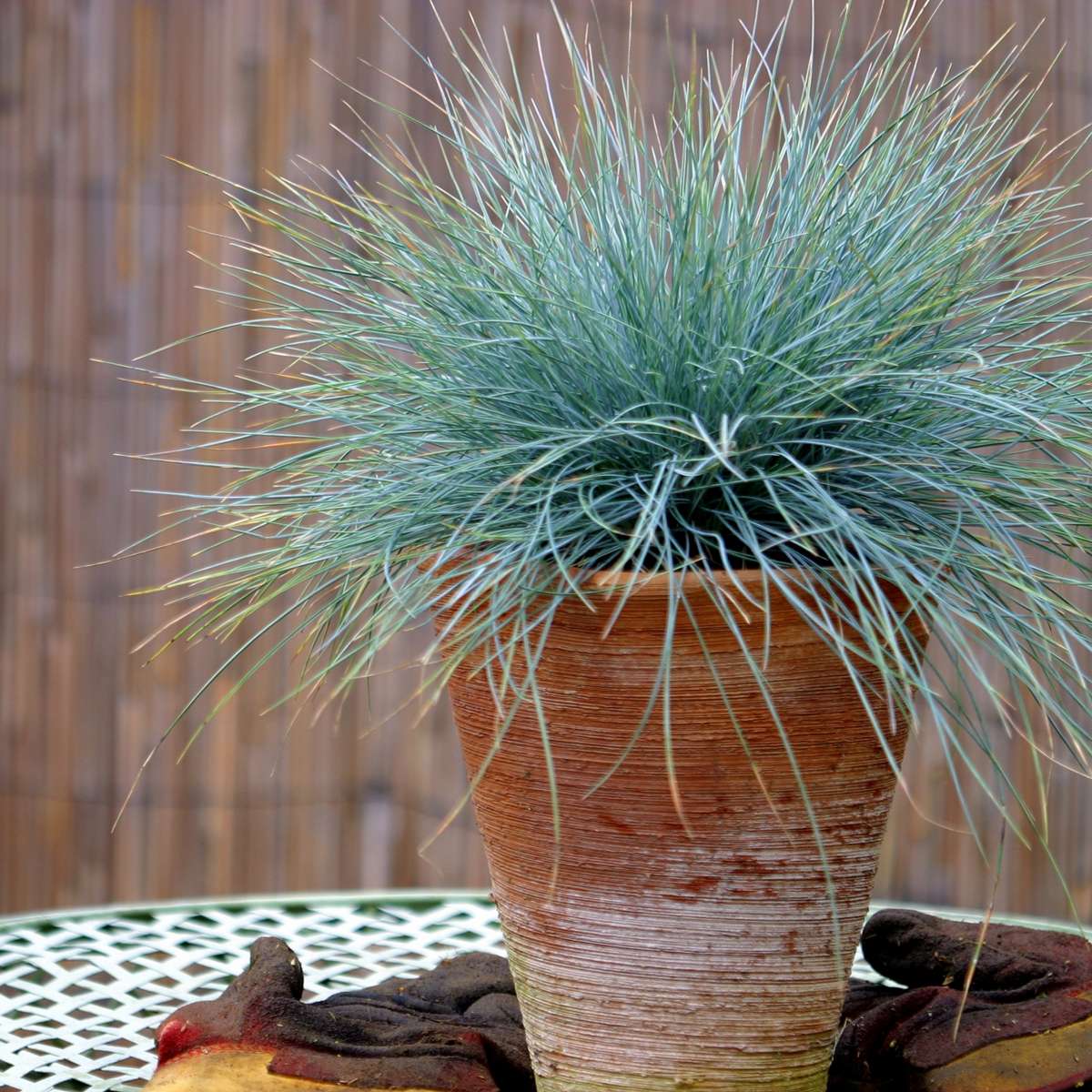 Blue fescue - 18 pcs. - Festuca glauca 'Elijah Blue' - Height 10-15cm - ⌀9cm