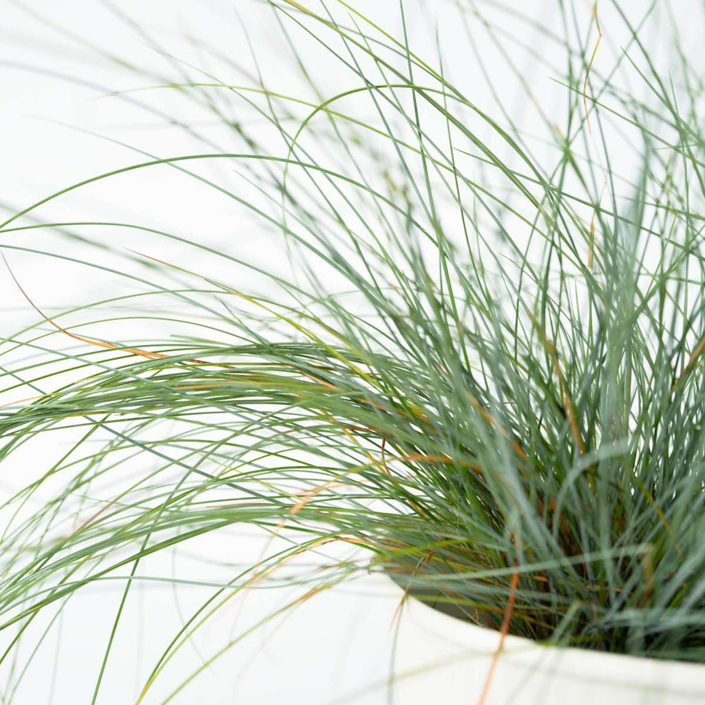 Blue fescue - 9 pcs. - Festuca glauca 'Elijah Blue' - Height 10-15cm - ⌀9cm
