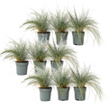 Blue fescue - 9 pcs. - Festuca glauca 'Elijah Blue' - Height 10-15cm - ⌀9cm