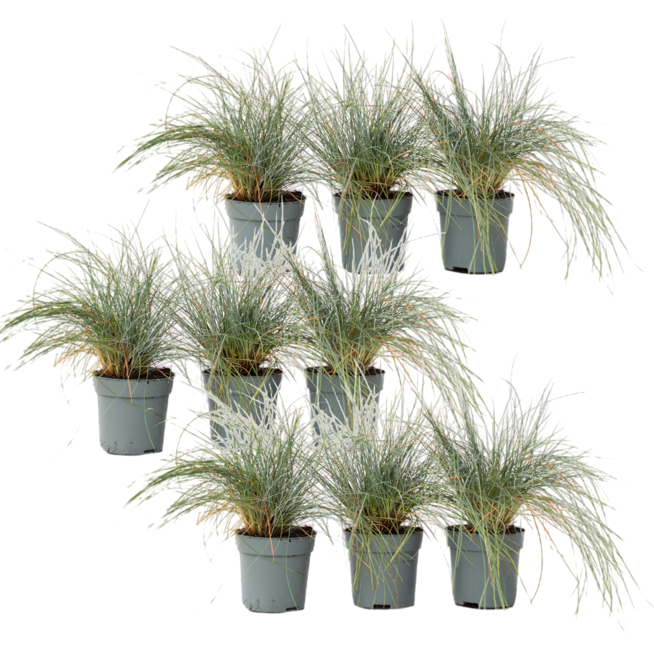 Blue fescue - 9 pcs. - Festuca glauca 'Elijah Blue' - Height 10-15cm - ⌀9cm