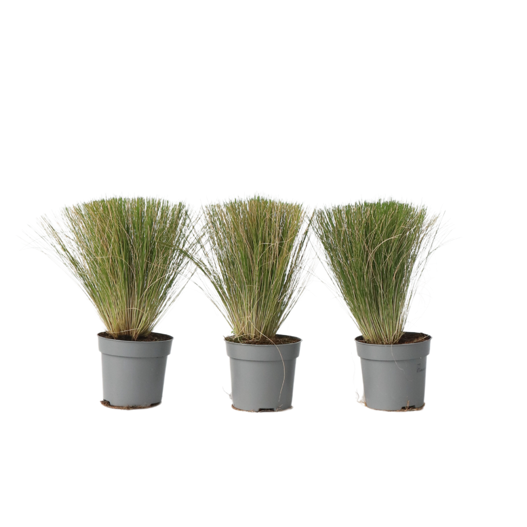 Mexican feather grass - 3 pcs. - Stipa tenuifolia 'Pony Tails' - H20-30cm - ⌀9cm
