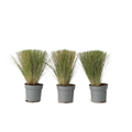 Mexican feather grass - 3 pcs. - Stipa tenuifolia 'Pony Tails' - H20-30cm - ⌀9cm