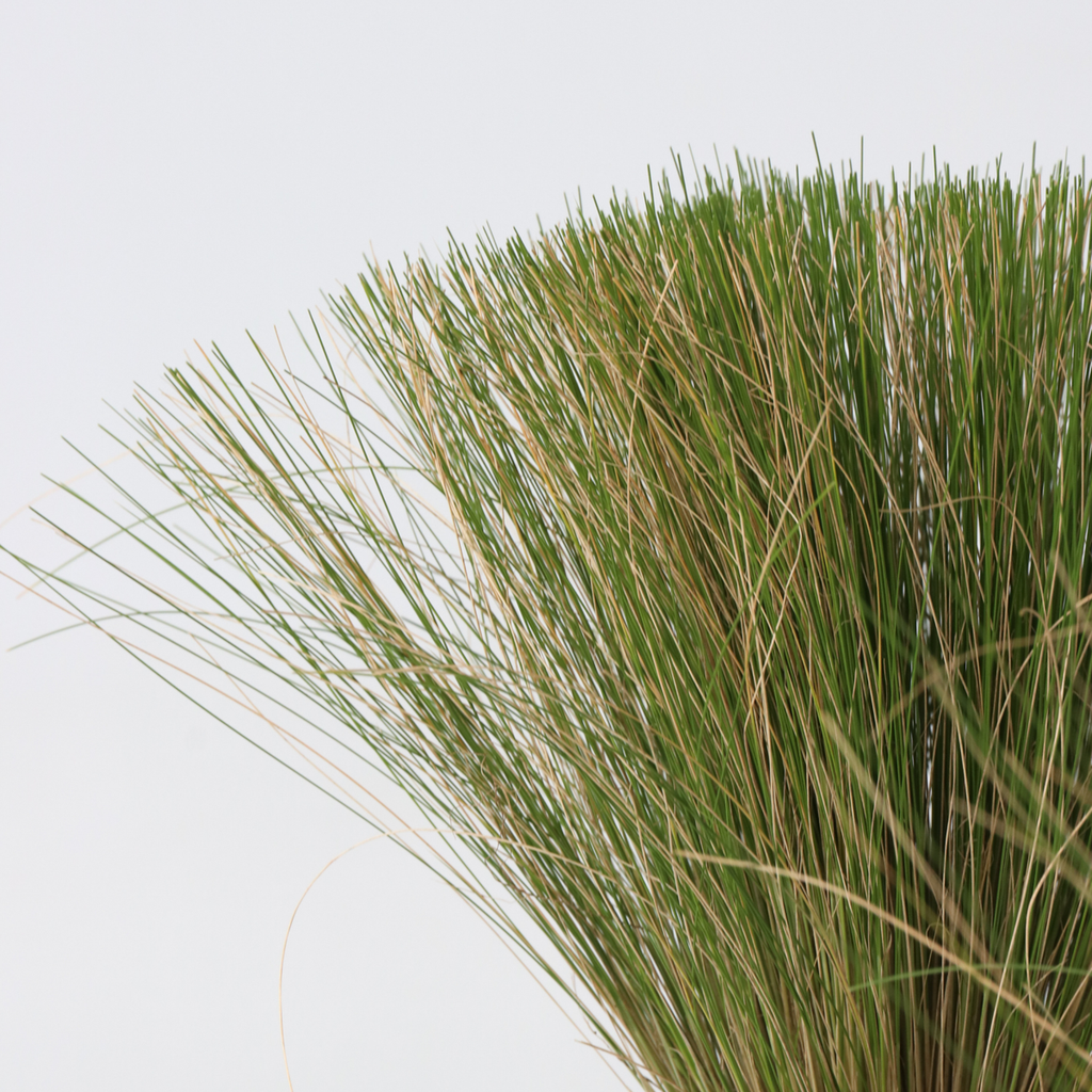 Mexican feather grass - 18 pcs - Stipa tenuifolia 'Pony Tails' - H20-30cm - ⌀9cm