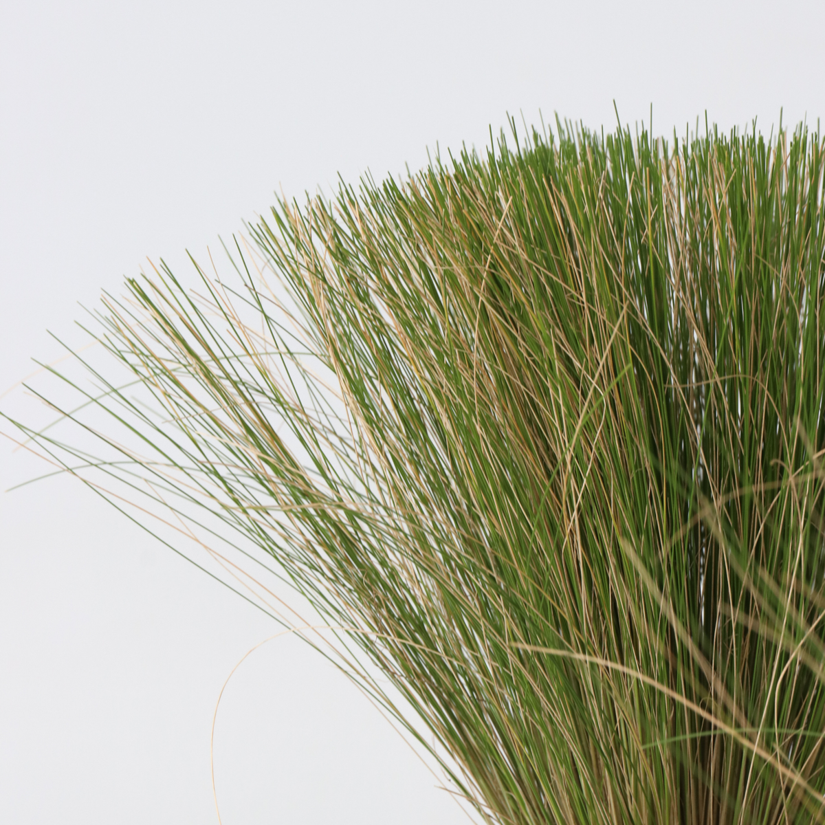 Mexican feather grass - 18 pcs - Stipa tenuifolia 'Pony Tails' - H20-30cm - ⌀9cm