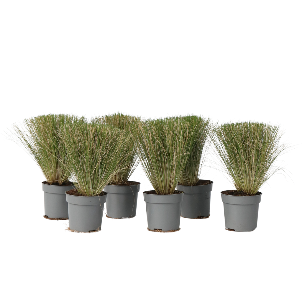 Mexican feather grass - 6 pcs. - Stipa tenuifolia 'Pony Tails' - H20-30cm - ⌀9cm