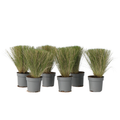 Mexican feather grass - 6 pcs. - Stipa tenuifolia 'Pony Tails' - H20-30cm - ⌀9cm