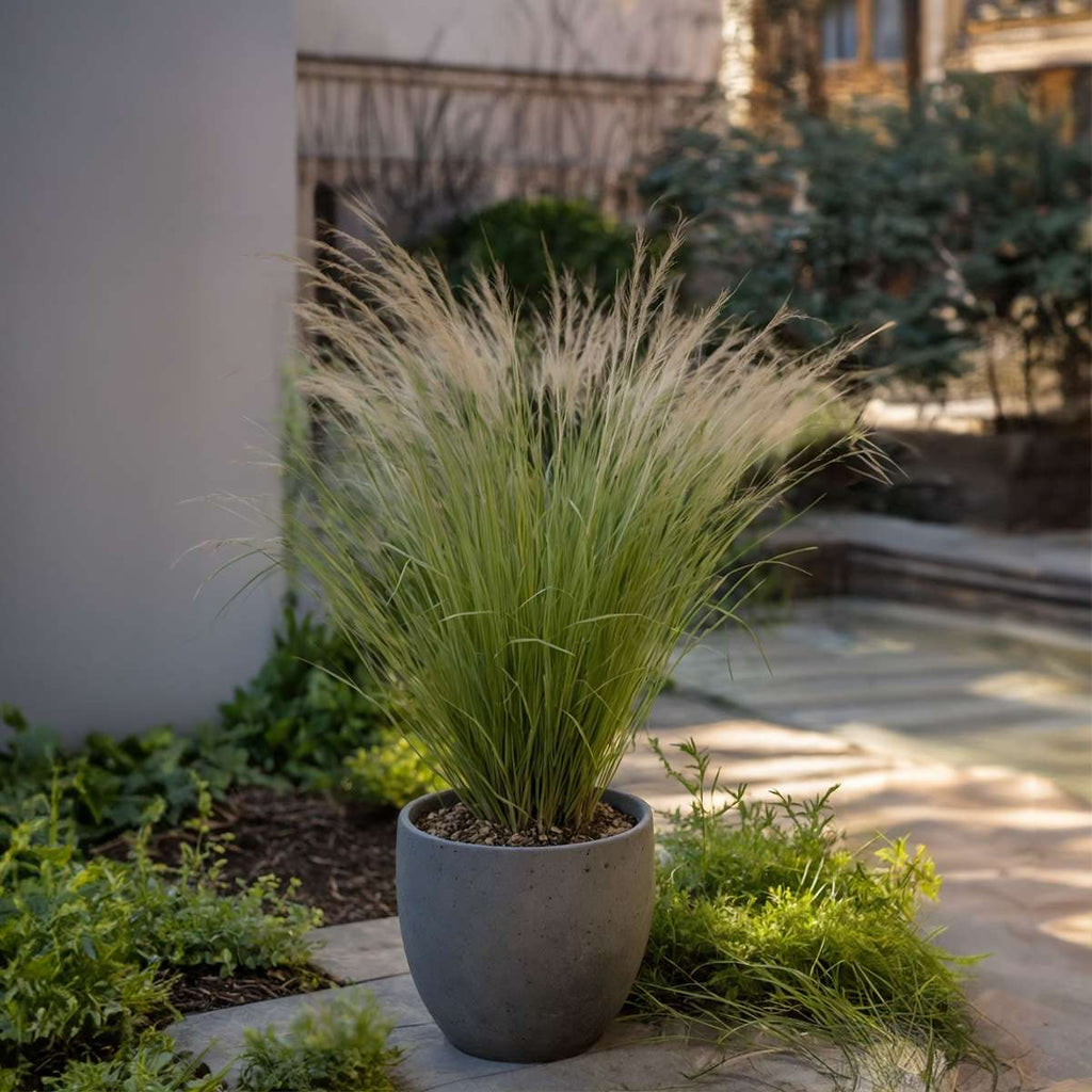Mexican feather grass - 9 pcs. - Stipa tenuifolia 'Pony Tails' - H20-30cm - ⌀9cm