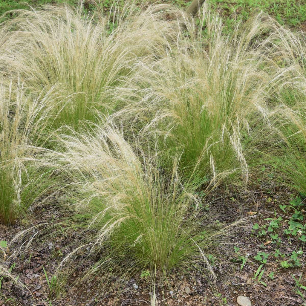 Mexican feather grass - 9 pcs. - Stipa tenuifolia 'Pony Tails' - H20-30cm - ⌀9cm