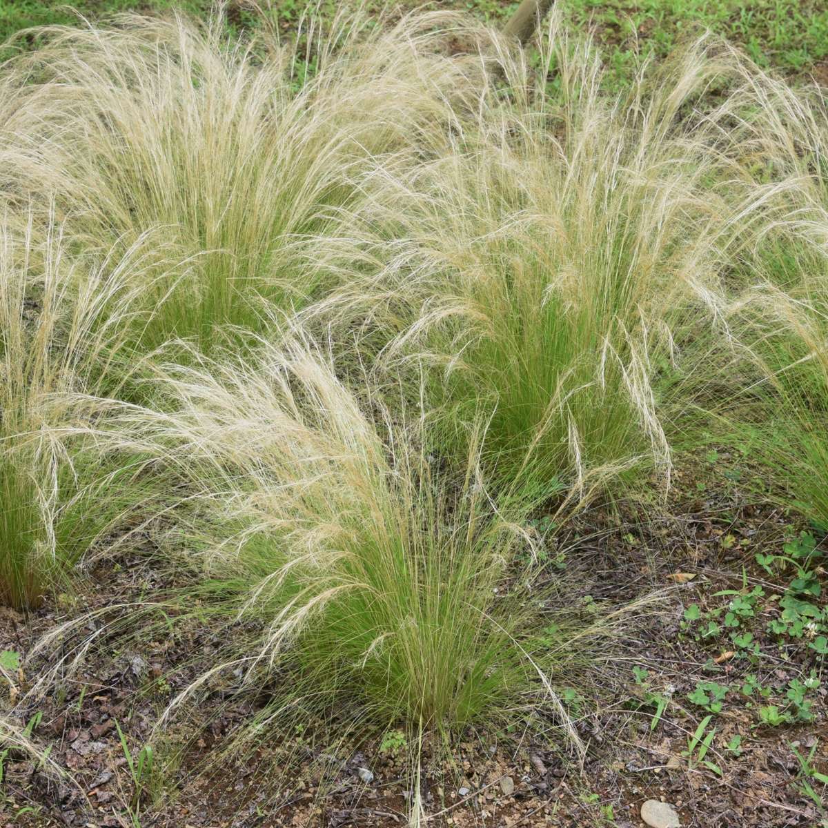 Mexican feather grass - 9 pcs. - Stipa tenuifolia 'Pony Tails' - H20-30cm - ⌀9cm