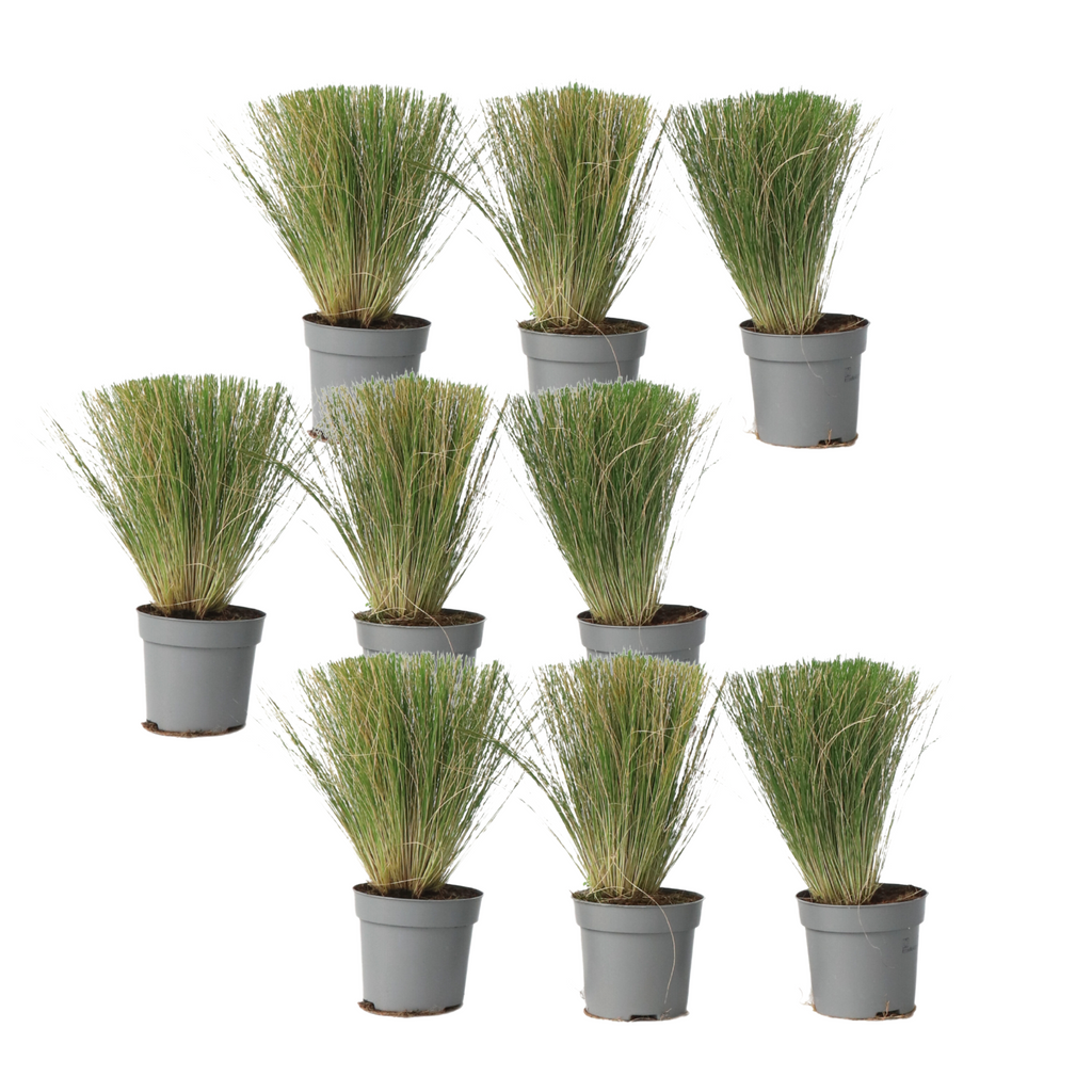 Mexican feather grass - 9 pcs. - Stipa tenuifolia 'Pony Tails' - H20-30cm - ⌀9cm