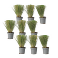 Mexican feather grass - 9 pcs. - Stipa tenuifolia 'Pony Tails' - H20-30cm - ⌀9cm