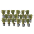Mexican feather grass - 18 pcs - Stipa tenuifolia 'Pony Tails' - H20-30cm - ⌀9cm
