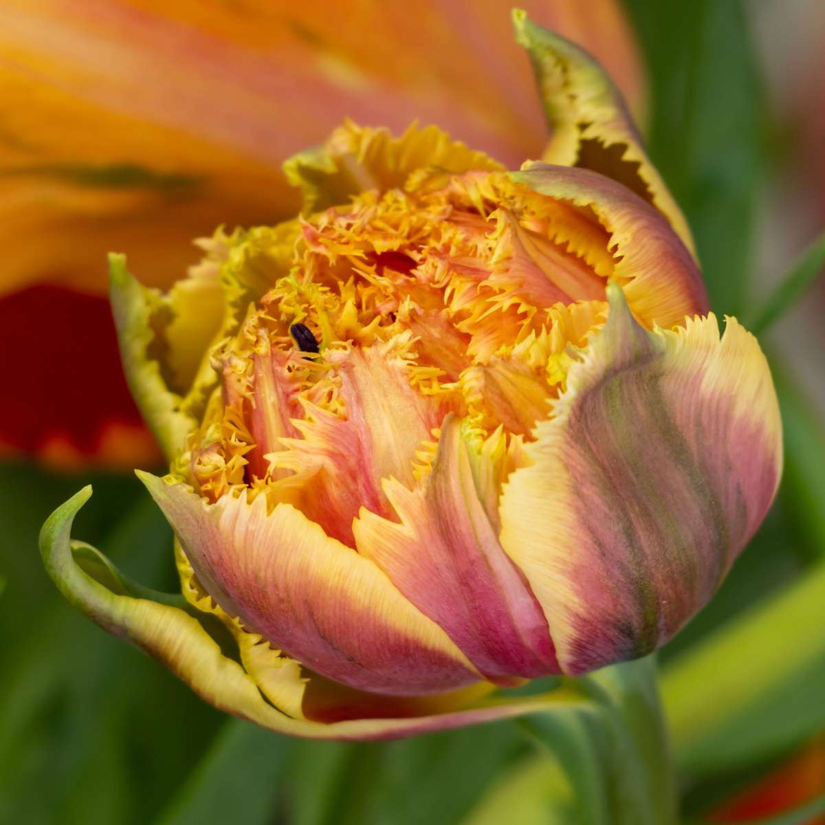 Tulip bulbs - 10 pcs. - Tulipa 'Brisbane' - Flower Bulbs - Pink