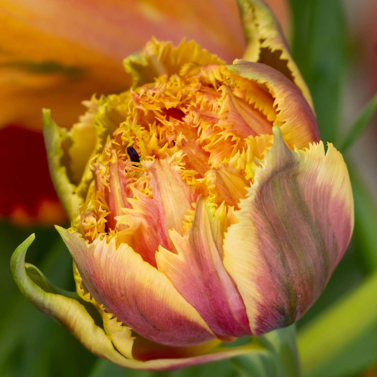 Tulip bulbs - 15 pcs. - Tulipa 'Brisbane' - Flower Bulbs - Pink