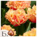 Tulip bulbs - 15 pcs. - Tulipa 'Brisbane' - Flower Bulbs - Pink