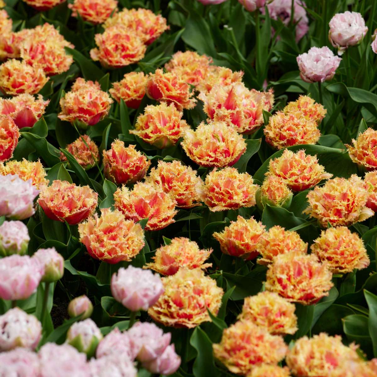 Tulip bulbs - 20 pcs. - Tulipa 'Brisbane' - Flower Bulbs - Pink