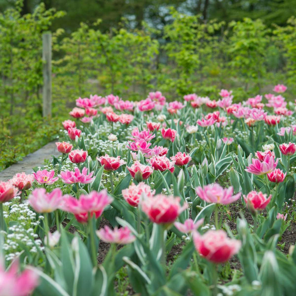 Tulip bulbs - 15 pcs. - Tulipa 'Queensland' - Flower Bulbs - Pink