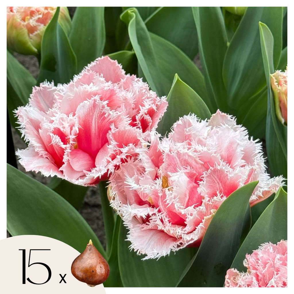 Tulip bulbs - 15 pcs. - Tulipa 'Queensland' - Flower Bulbs - Pink