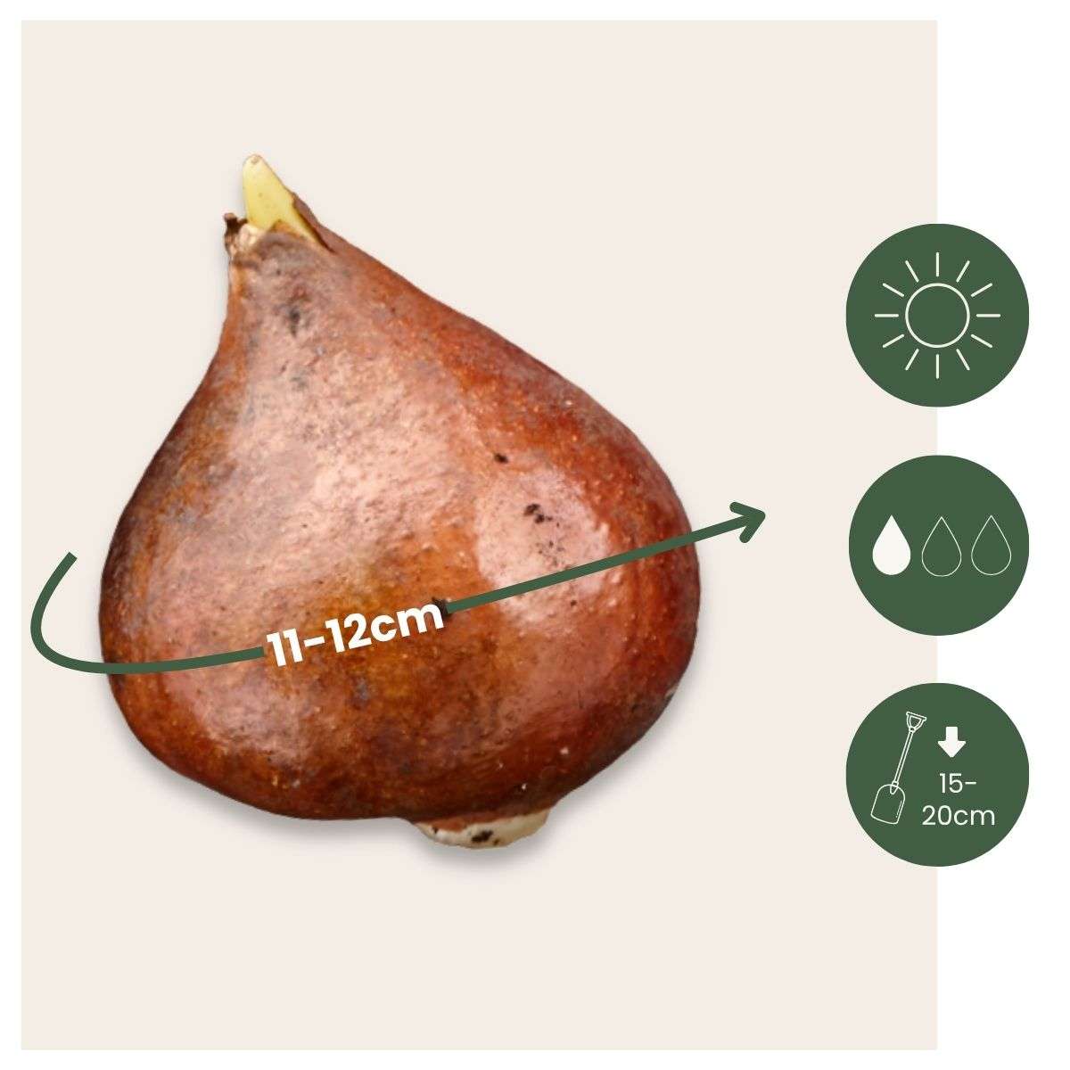 Tulip bulbs - 15 pcs. - Tulipa 'Queensland' - Flower Bulbs - Pink