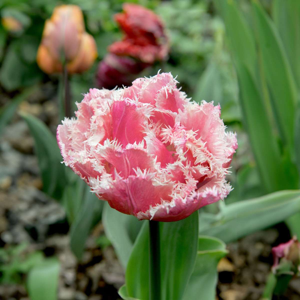 Tulip bulbs - 20 pcs. - Tulipa 'Queensland' - Flower Bulbs - Pink