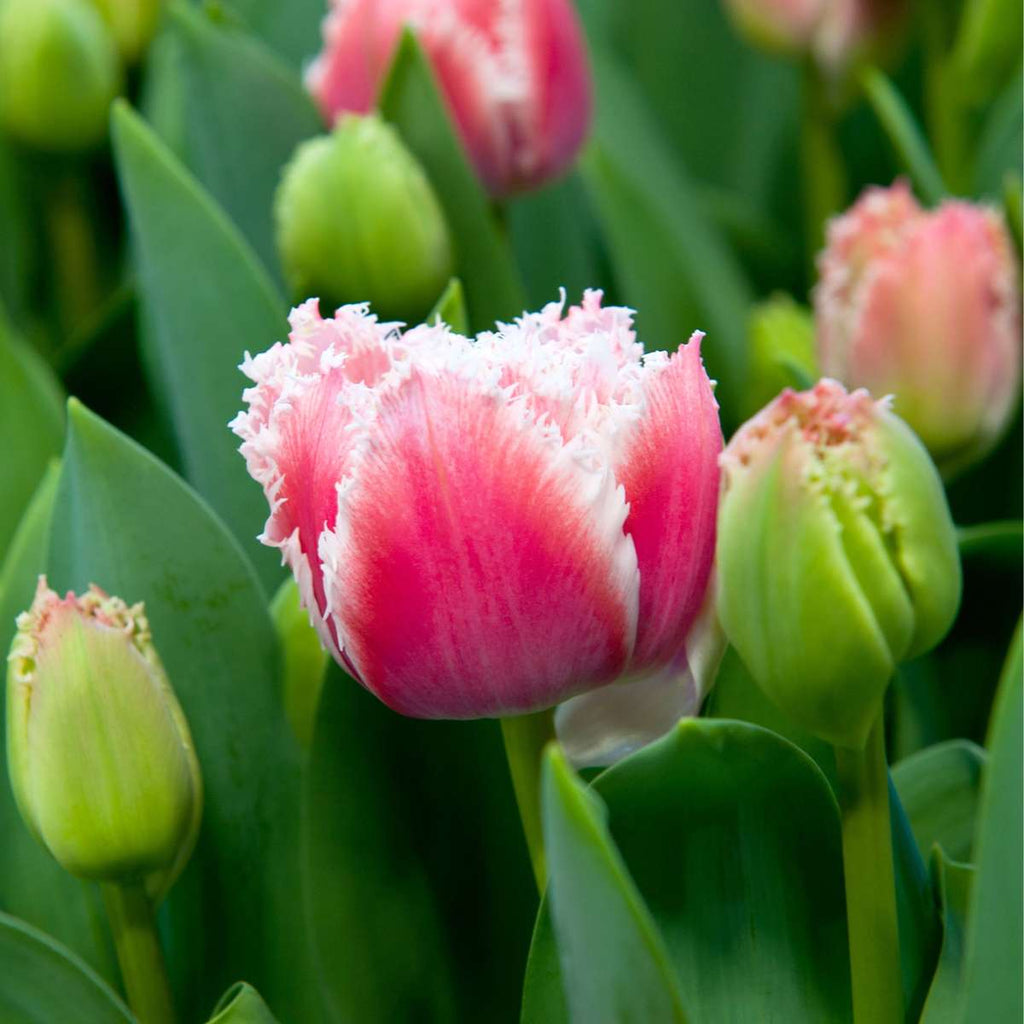 Tulip bulbs - 20 pcs. - Tulipa 'Queensland' - Flower Bulbs - Pink