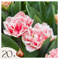 Tulip bulbs - 20 pcs. - Tulipa 'Queensland' - Flower Bulbs - Pink