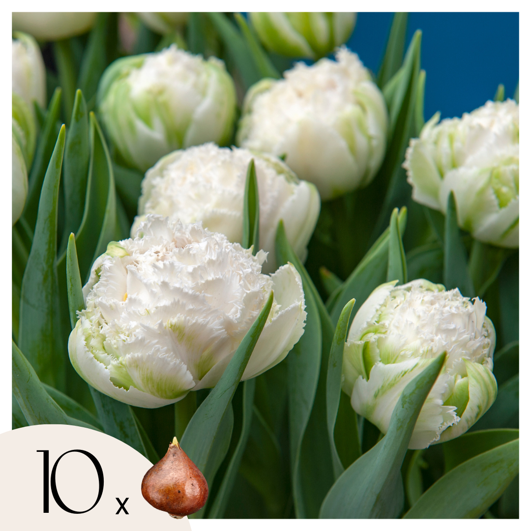 Tulip bulbs - 10 pcs. - Tulipa 'Snow Crystal' - Flower Bulbs - White