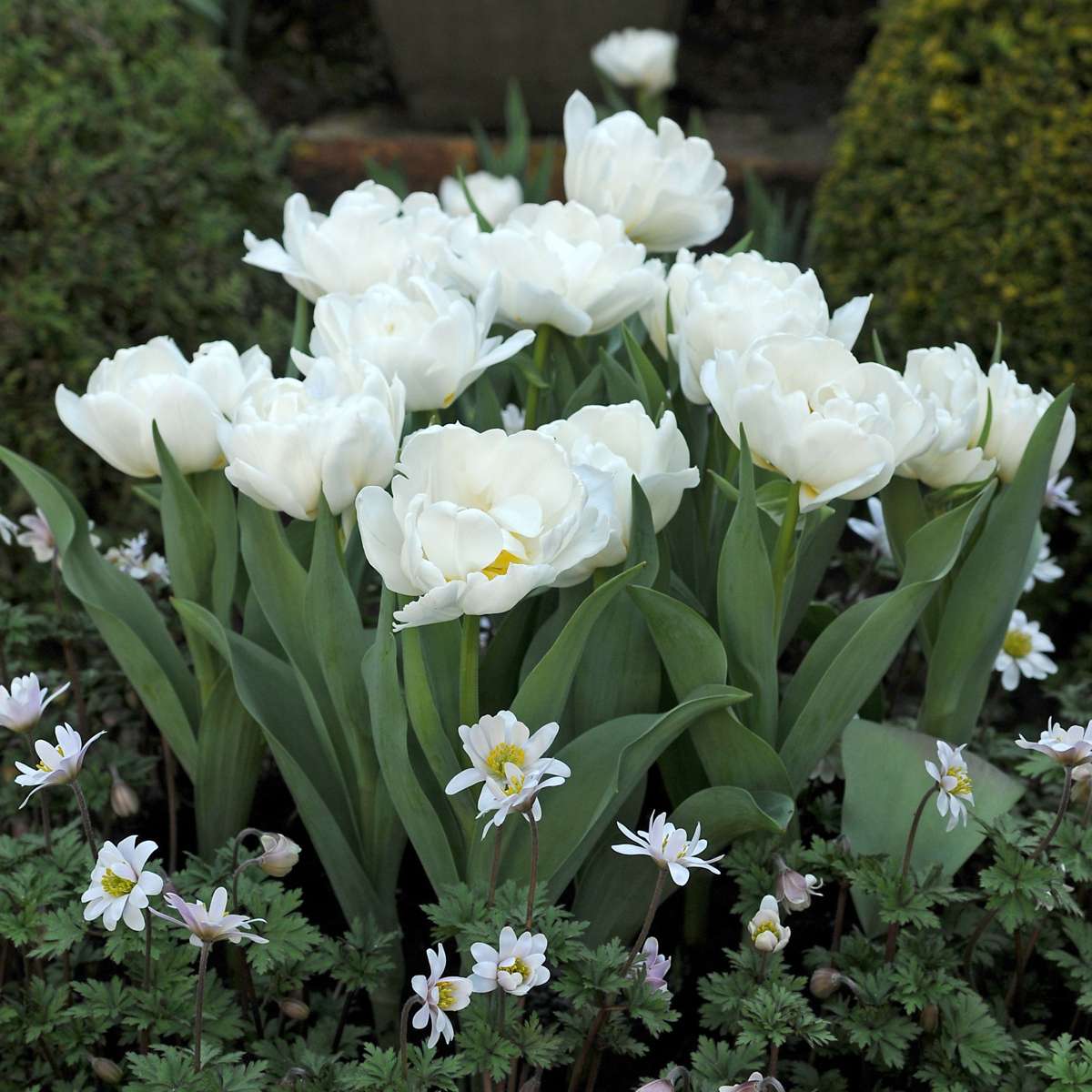 Tulip bulbs - 15 pcs. - Tulipa 'Snow Crystal' - Flower Bulbs - White