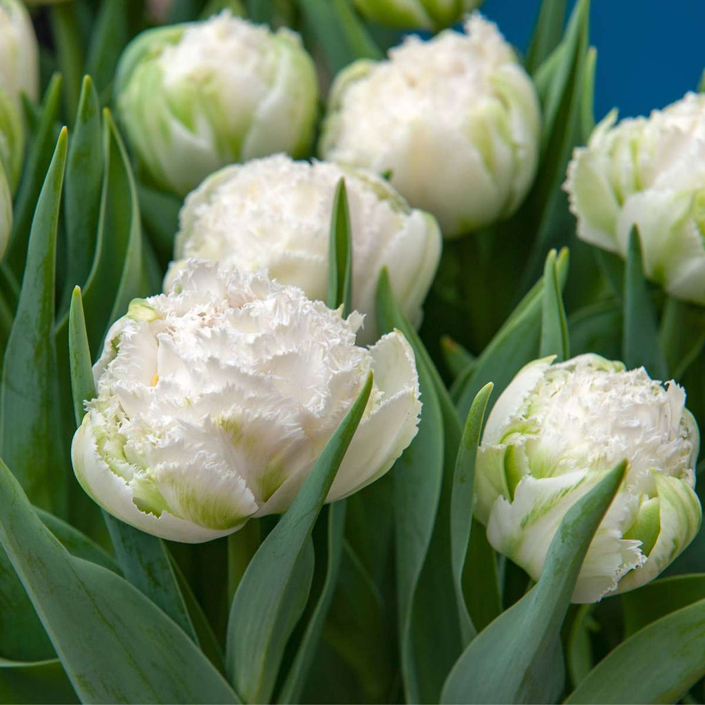 Tulip bulbs - 20 pcs. - Tulipa 'Snow Crystal' - Flower Bulbs - White