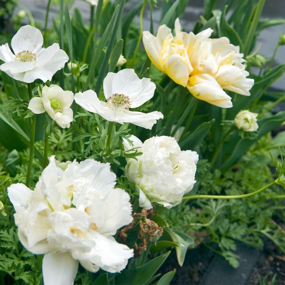 Tulip bulbs - 20 pcs. - Tulipa 'Snow Crystal' - Flower Bulbs - White