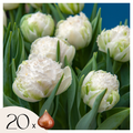 Tulip bulbs - 20 pcs. - Tulipa 'Snow Crystal' - Flower Bulbs - White