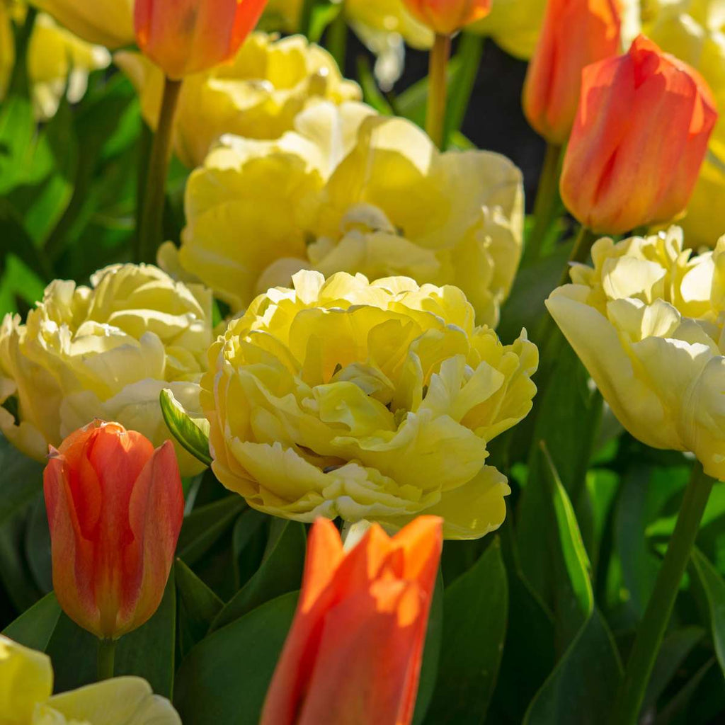 Tulip bulbs - 14 pcs. - Tulipa 'Avant Garde' - Flower Bulbs - Yellow