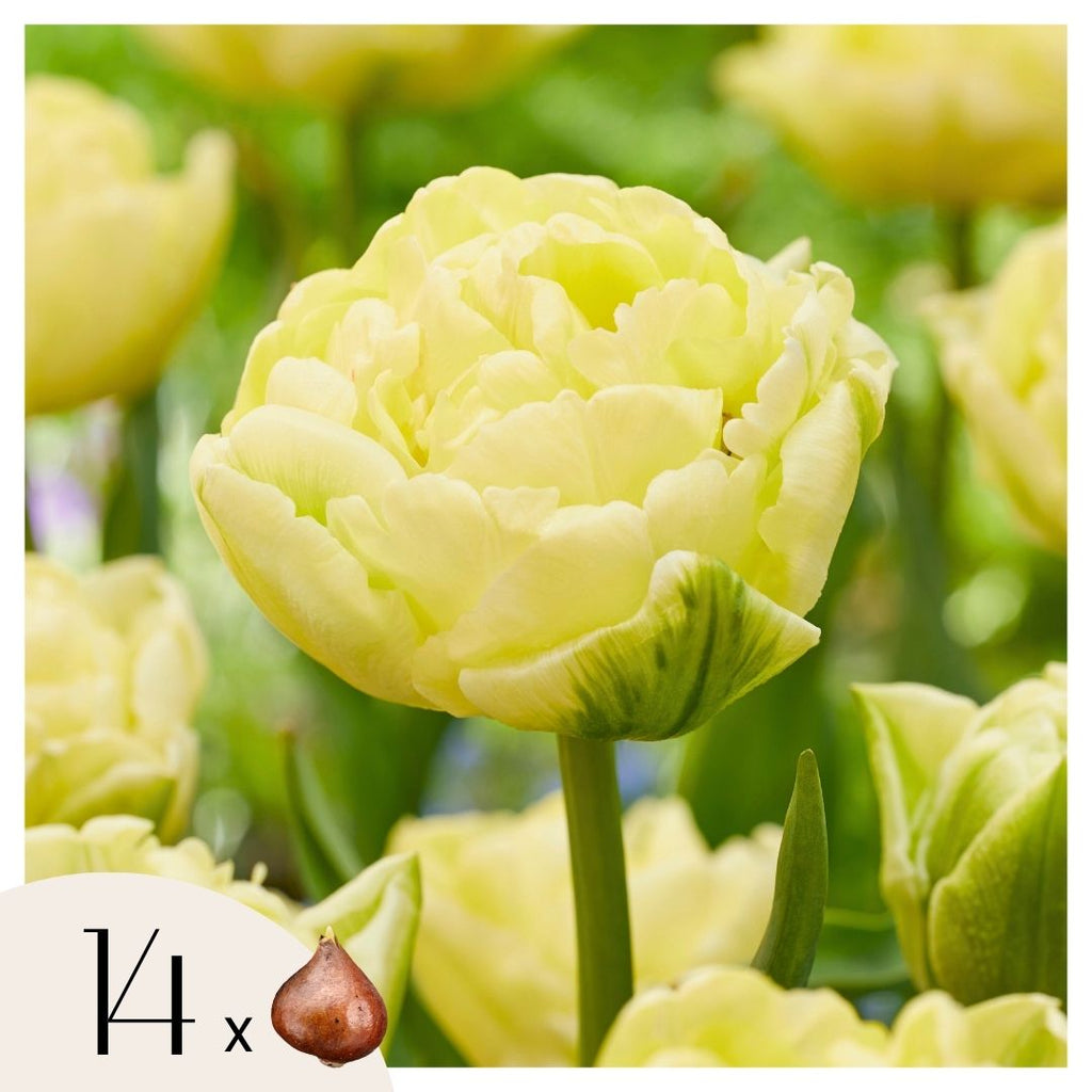 Tulip bulbs - 14 pcs. - Tulipa 'Avant Garde' - Flower Bulbs - Yellow