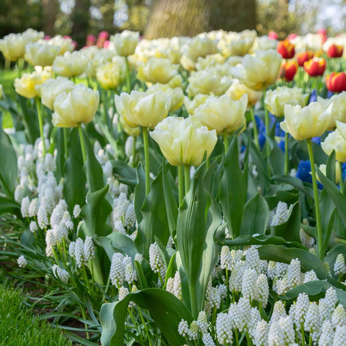Tulip bulbs - 21 pcs. - Tulipa 'Avant Garde' - Flower Bulbs - Yellow