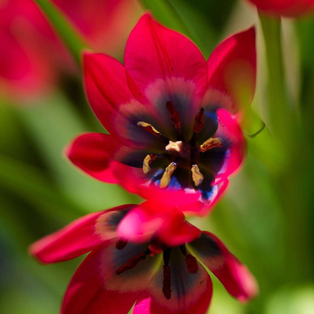 Tulip bulbs - 40 pcs. - Tulipa 'Little Beauty' - Flower Bulbs - Red
