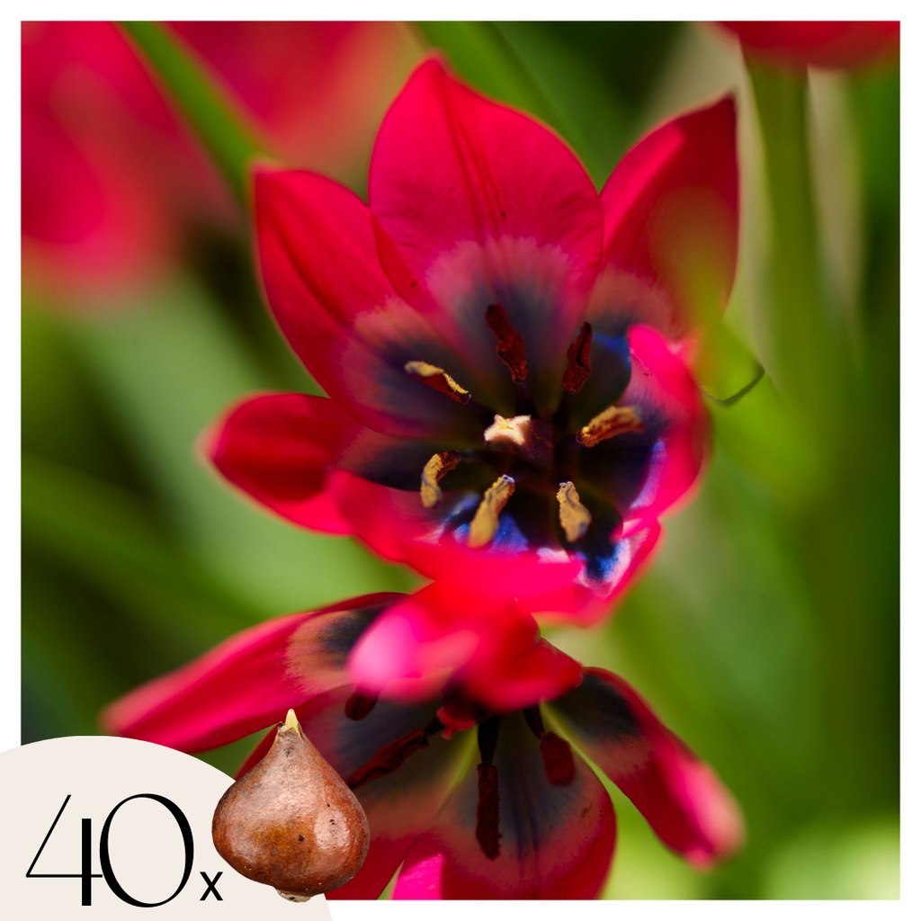 Tulip bulbs - 40 pcs. - Tulipa 'Little Beauty' - Flower Bulbs - Red