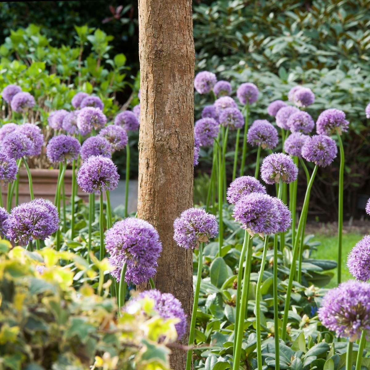 Ornamental onion - 16 pcs. - Allium 'Gladiator' - Flower Bulbs - Purple