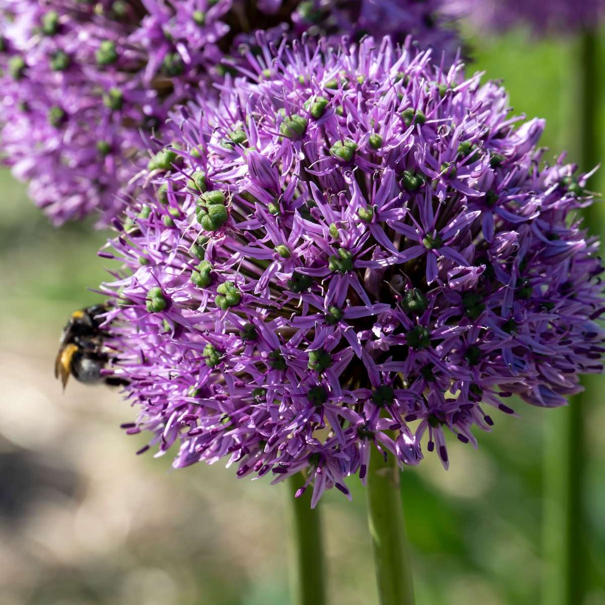 Ornamental onion - 16 pcs. - Allium 'Gladiator' - Flower Bulbs - Purple