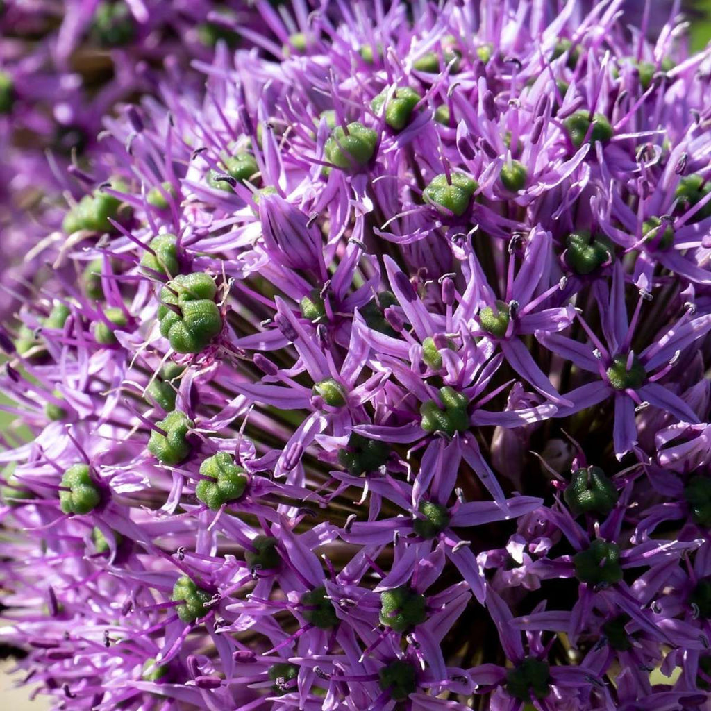 Ornamental onion - 16 pcs. - Allium 'Gladiator' - Flower Bulbs - Purple