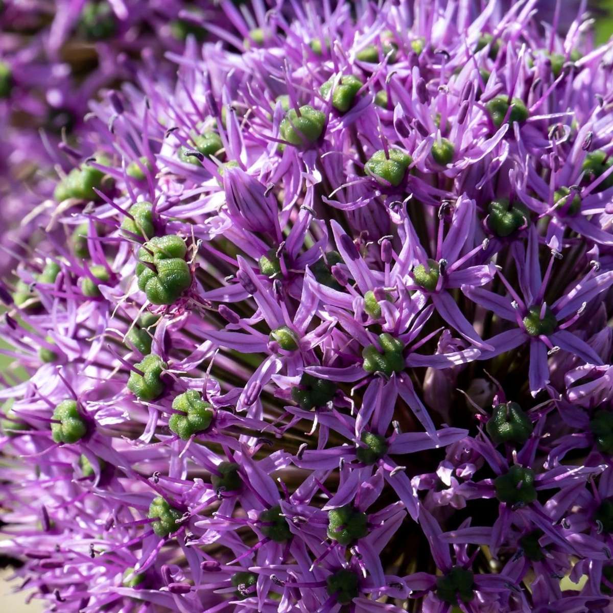 Ornamental onion - 16 pcs. - Allium 'Gladiator' - Flower Bulbs - Purple